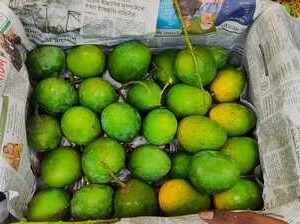 ১০ কেজি ল্যাংড়া আম (কুরিয়ার অফিস থেকে নিতে হবে)